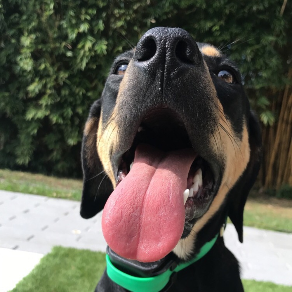 Meet your Posher, Scout